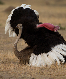 ostrich